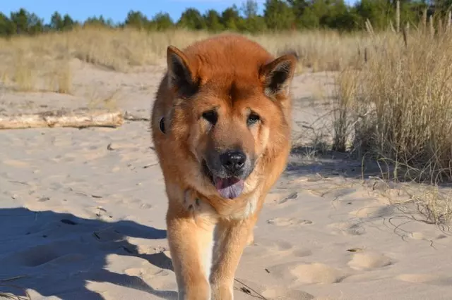 Argo Paws