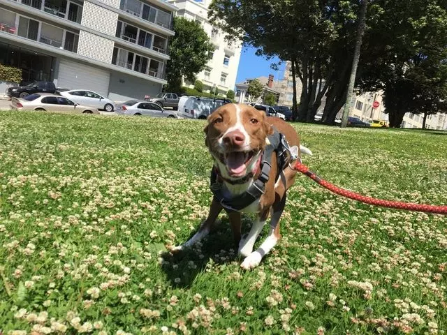 Argo Paws
