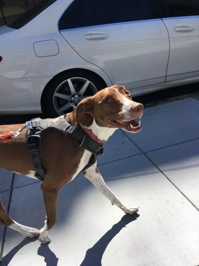 Argo Paws