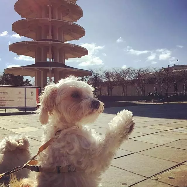 Argo Paws