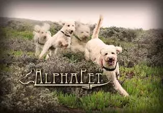 AlphaPet
