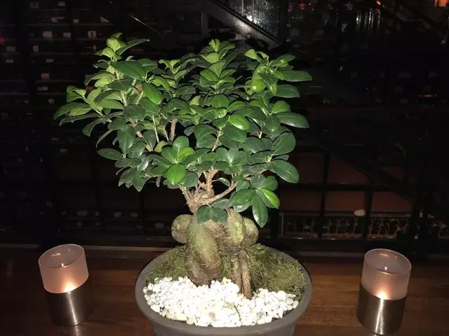 Alexander’s Steakhouse