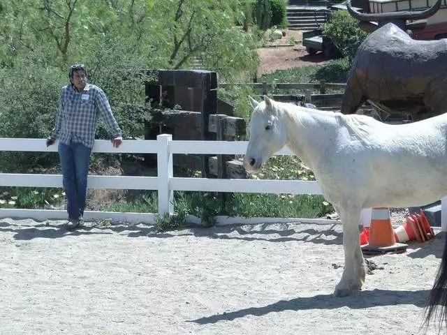 The Reflective Horse
