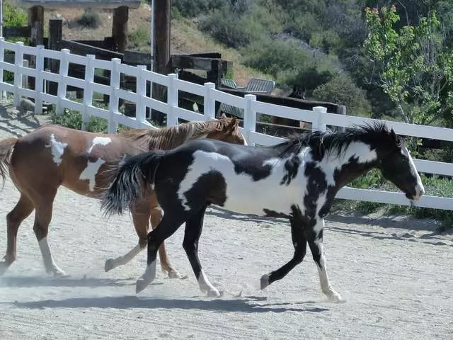 The Reflective Horse