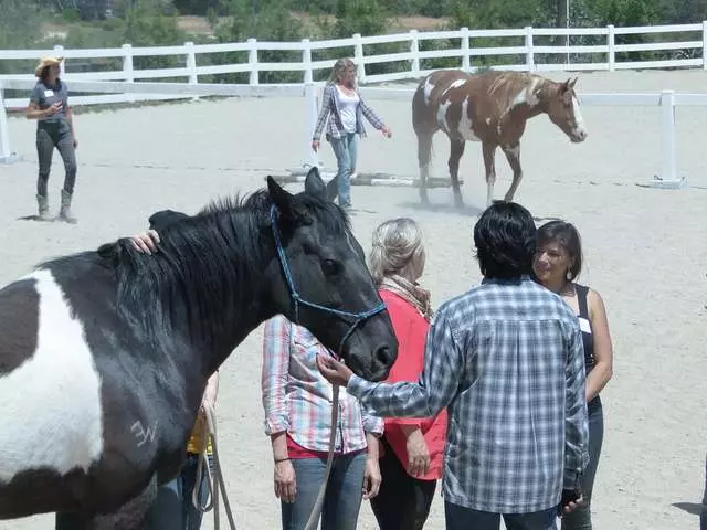 The Reflective Horse