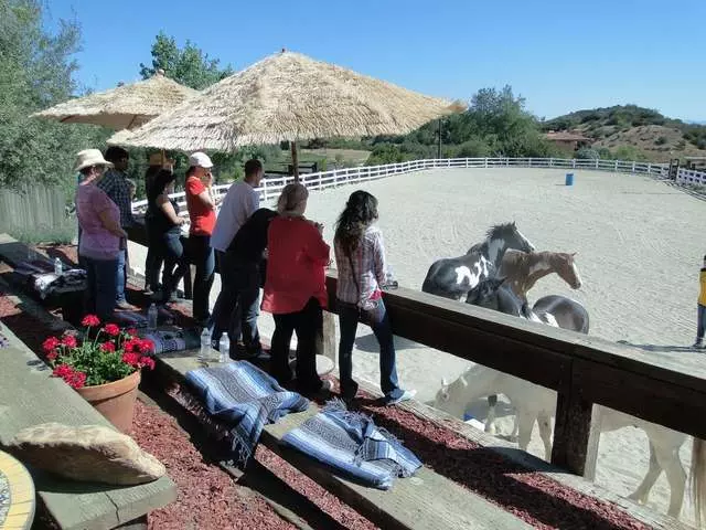 The Reflective Horse
