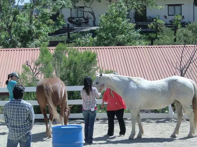 The Reflective Horse
