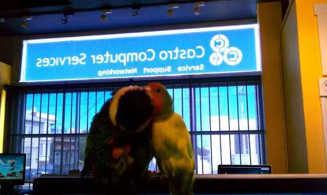 Castro Computer Services