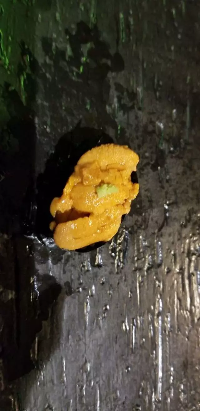 Sushi Hon