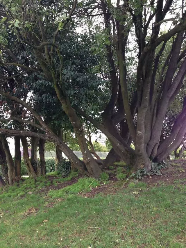 Alta Plaza Park