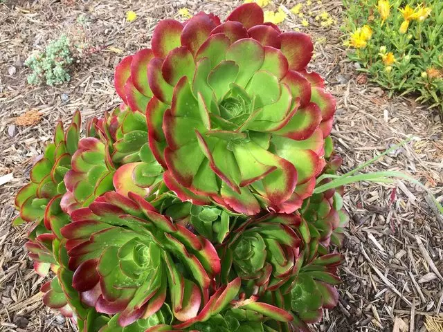 Alta Plaza Park