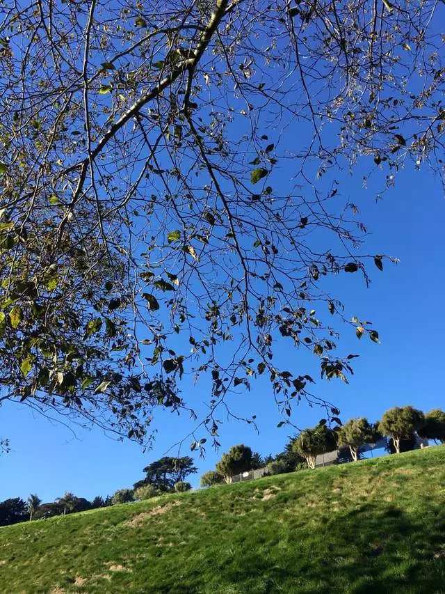 Alta Plaza Park
