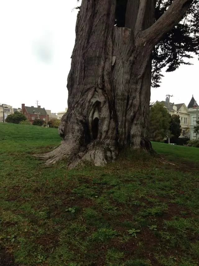 Alta Plaza Park