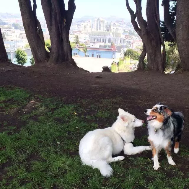 Alta Plaza Park