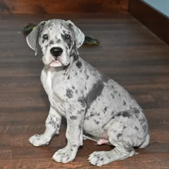 Great Dane Puppies Home