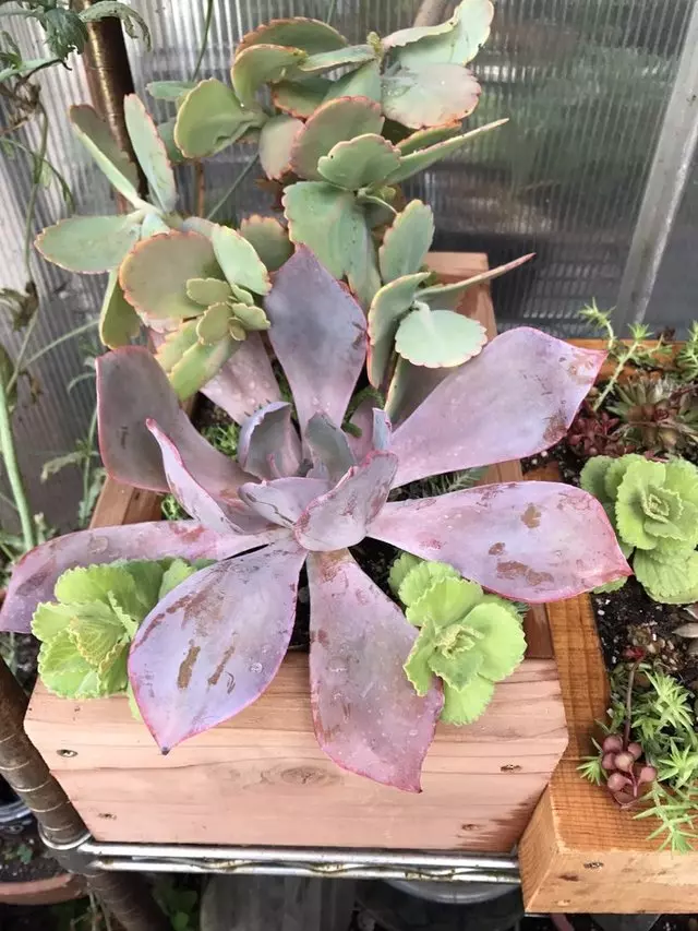 Alexander Nurseries & Garden Design