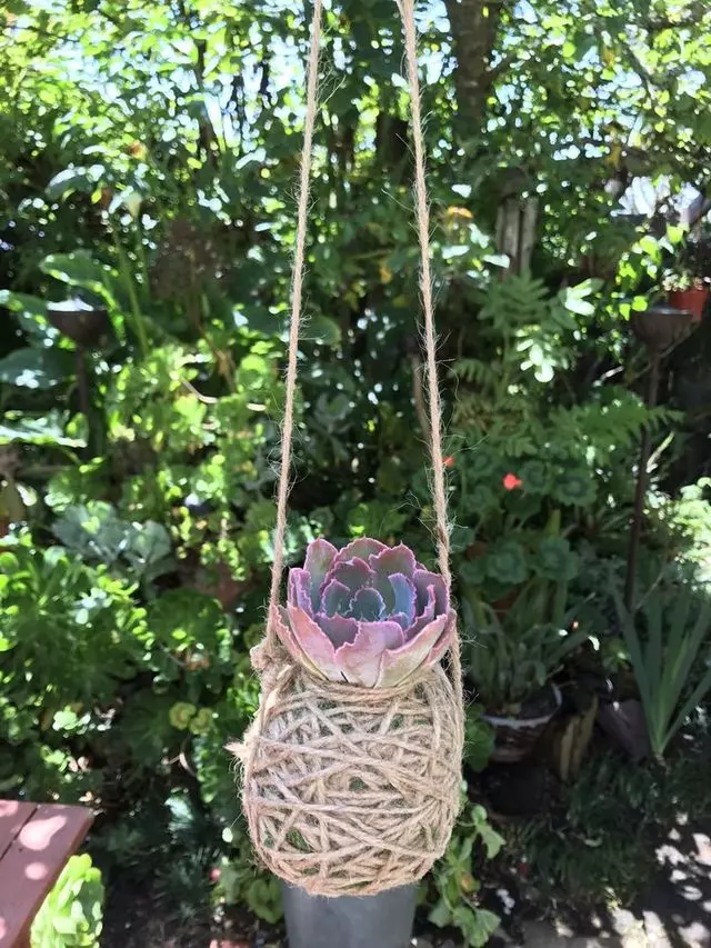 Alexander Nurseries & Garden Design
