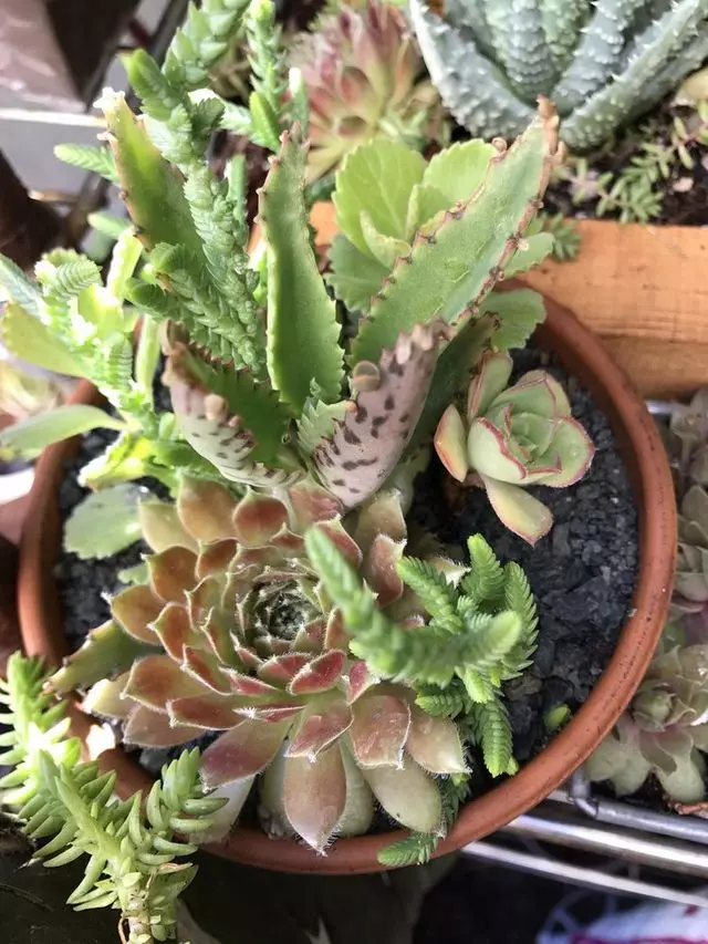 Alexander Nurseries & Garden Design
