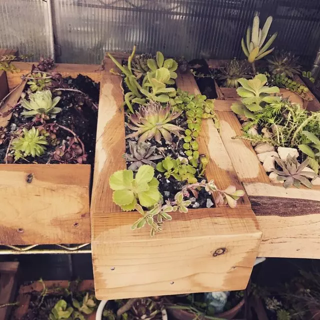 Alexander Nurseries & Garden Design