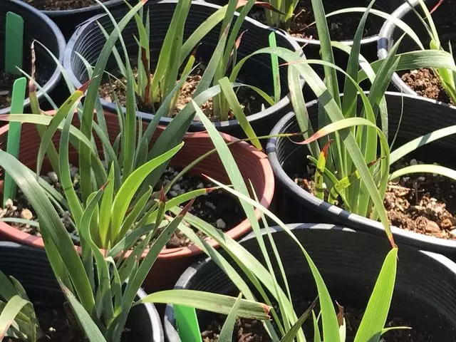 Alexander Nurseries & Garden Design