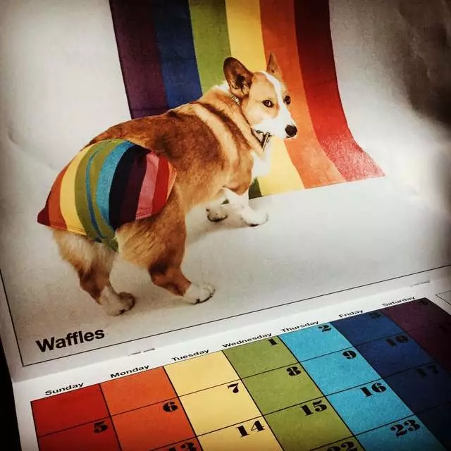 Trick Dog