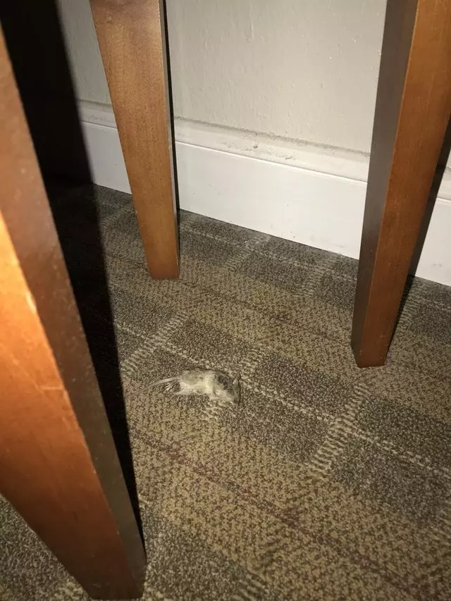 Americas Best Value Inn & Suites - SoMa