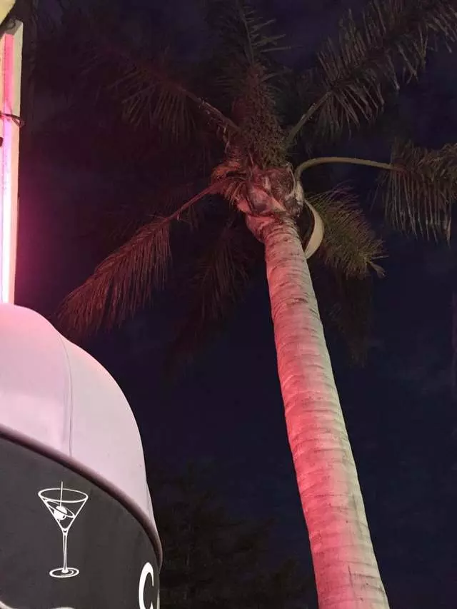 Lone Palm