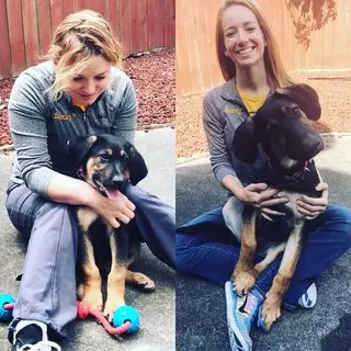 Fuzzy Pet Health