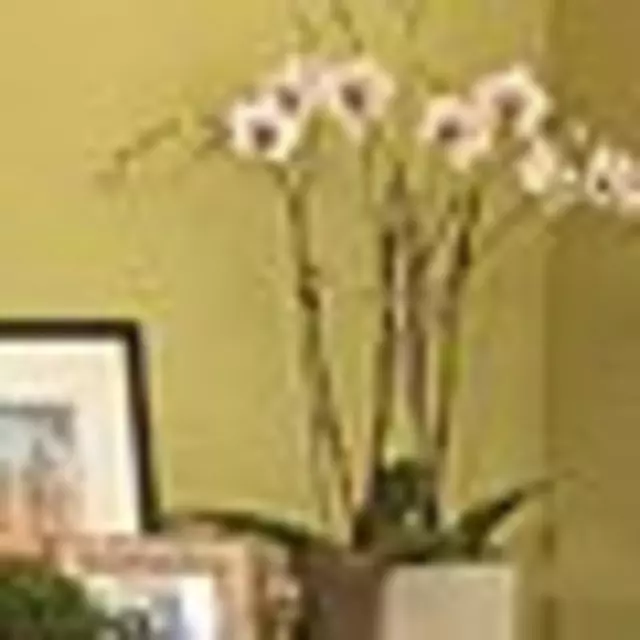 Audrey Brandt Interiors