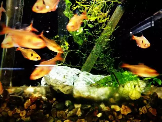 Aqua Forest Aquarium
