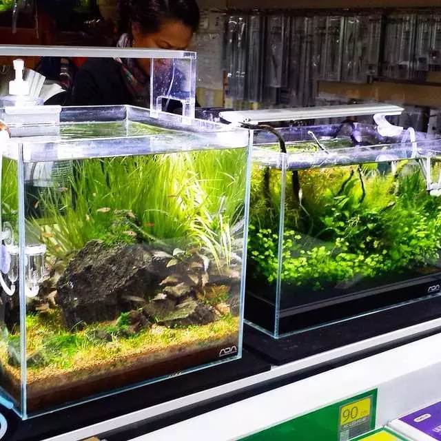 Aqua Forest Aquarium
