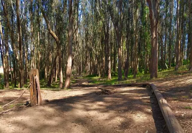 Andy Goldsworthy’s Wood Line