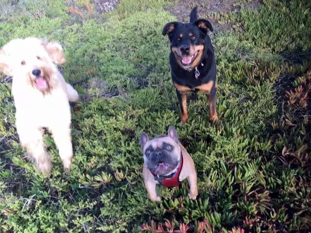 ABC Dogs