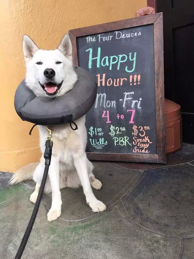 ABC Dogs