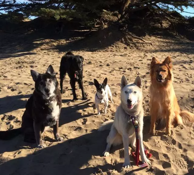 ABC Dogs