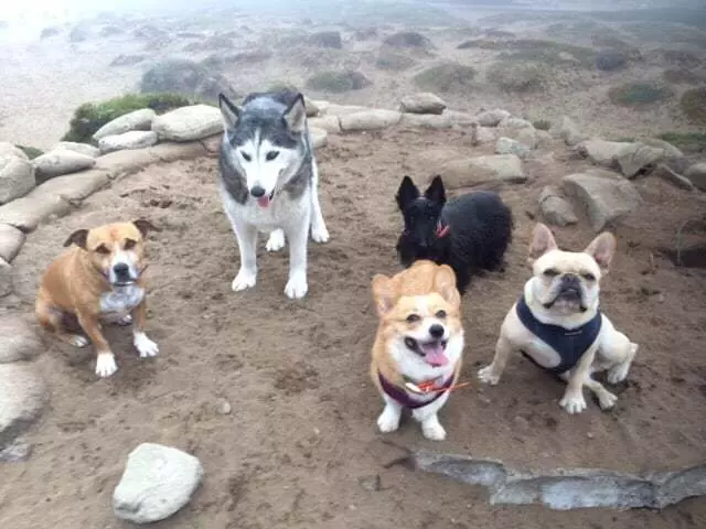 ABC Dogs
