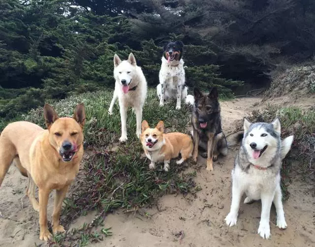 ABC Dogs