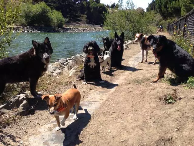 ABC Dogs