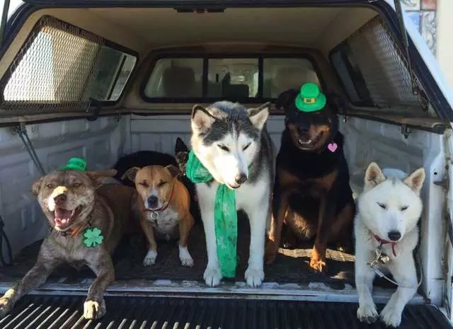 ABC Dogs