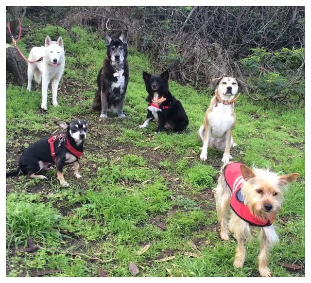 ABC Dogs