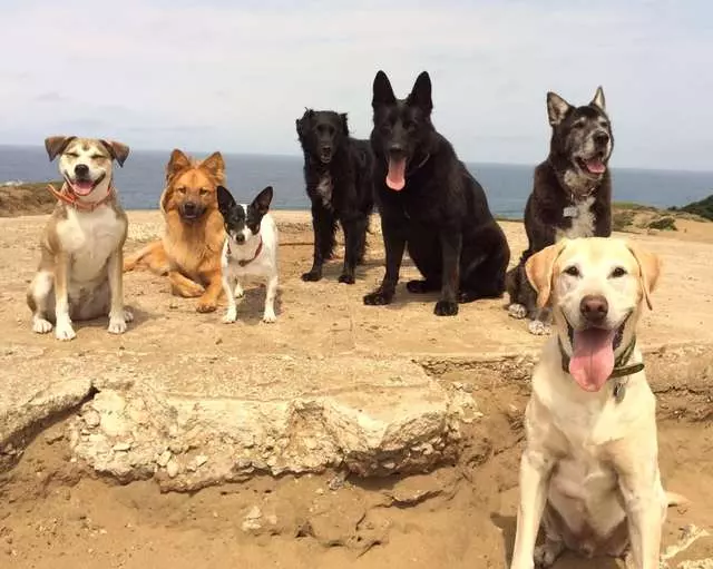 ABC Dogs
