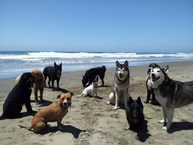 ABC Dogs