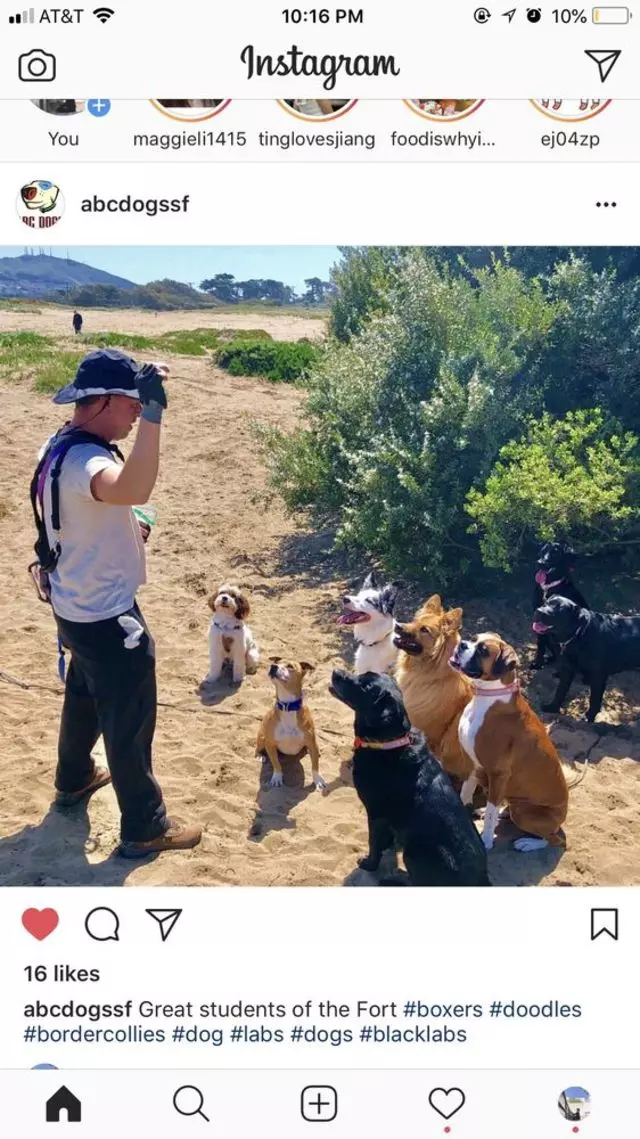 ABC Dogs