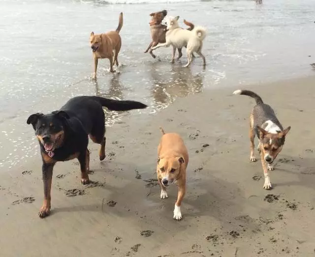 ABC Dogs