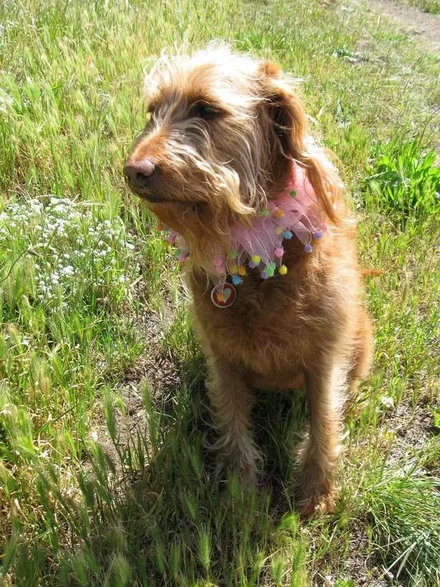 Adios Dog Walking