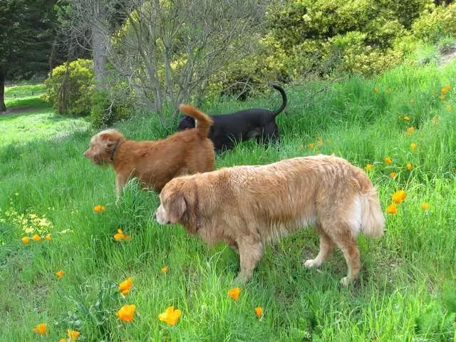 Adios Dog Walking