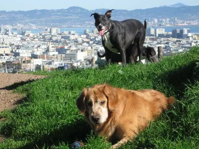 Adios Dog Walking