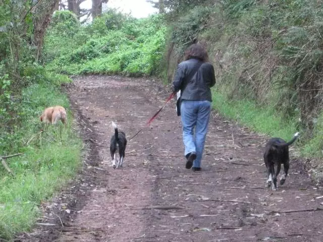 Adios Dog Walking