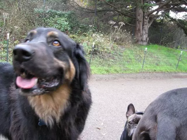 Adios Dog Walking
