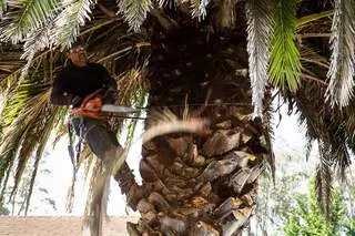 Affordable Tree Care